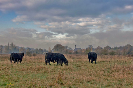 Natuurpark Ingendael dampende Galloway runderen