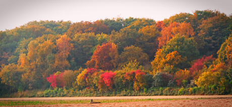 zanderij herfst