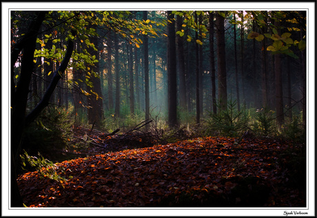 Damp Forest