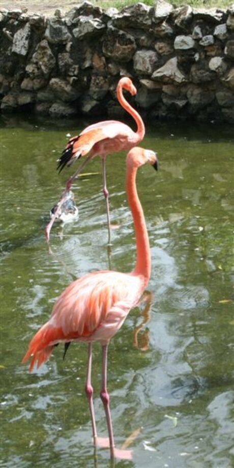 Flamingo's