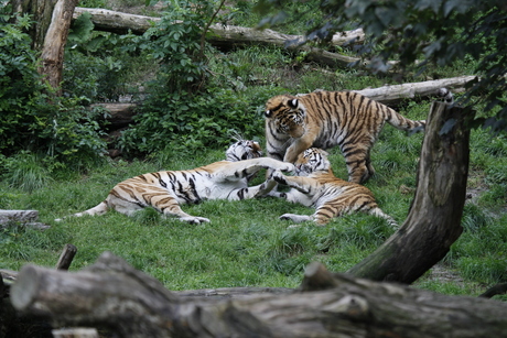 Speelse tijgers