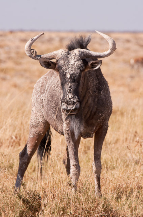 Mud-caked wildebeest