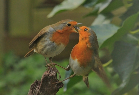 roodborst