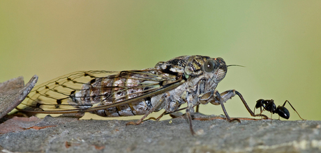 Cicade met bezoek