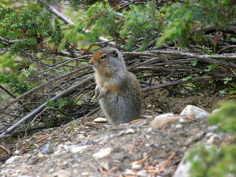 Columbian ground squirrel