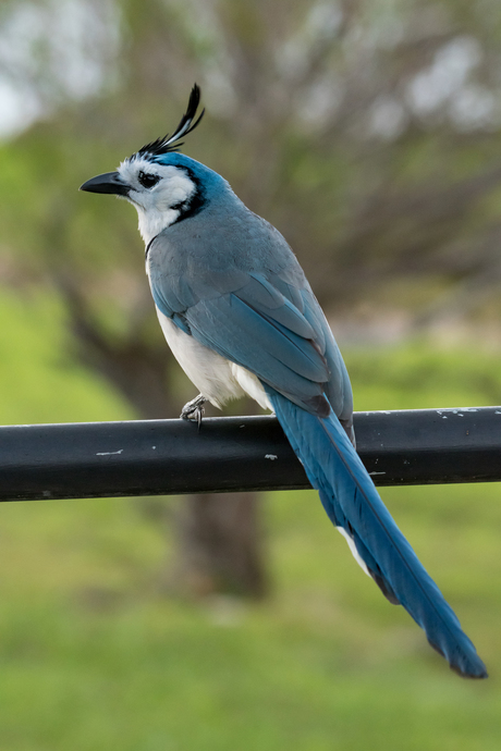 White throated blue Magpie Jay (2)