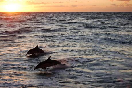 Bottle Nose Dolphins