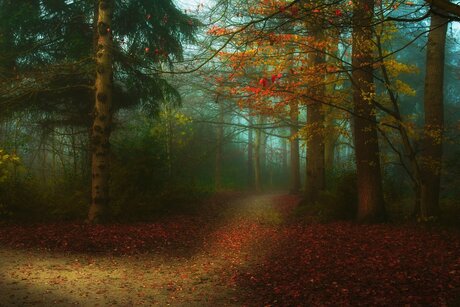 Dreamy forest