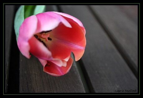 Tulp