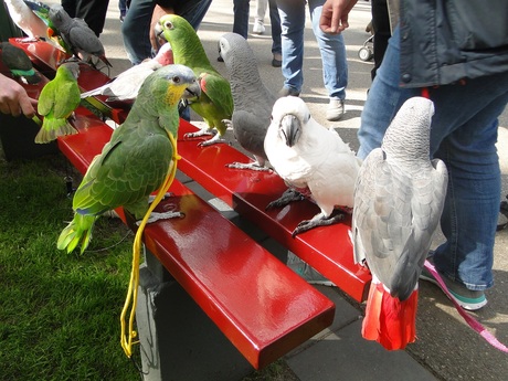 Kromsnavels die deelnamen aan de papegaaienwandeling in de Keukenhof.