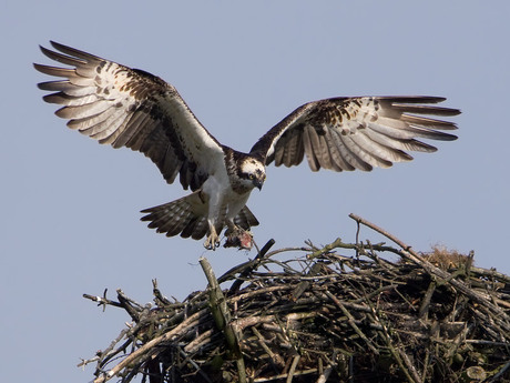 Landing