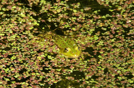 Camouflage kikker