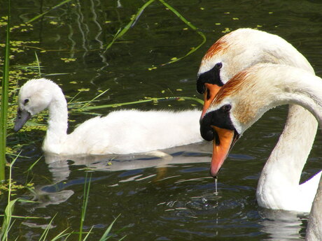 Zwanen familie