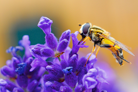 Zweefvlieg op lavendel