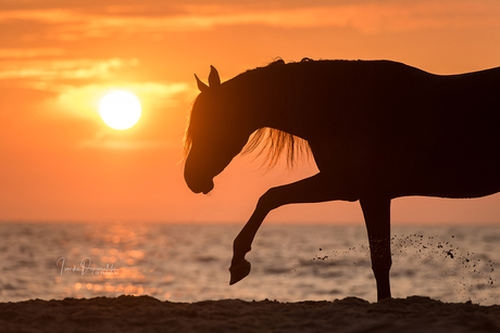 Arabian horse at the beach