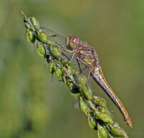 heidelibel