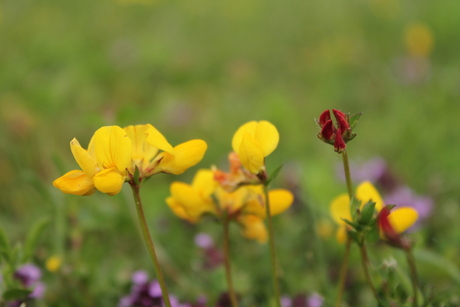 Grasveld met bloemetjes