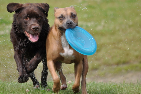 Happy Dogs...