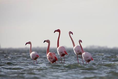 Flamingo op bezoek in Holland