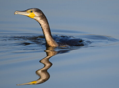 Phalacrocorax Carbo (Aalscholver)