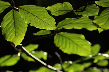 Leaves