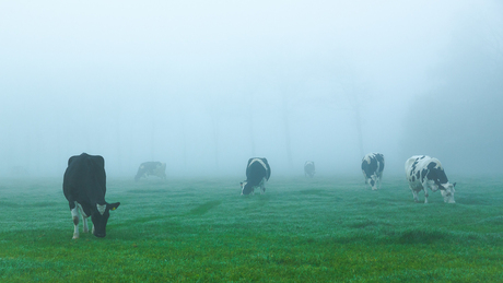 Misty Grazers