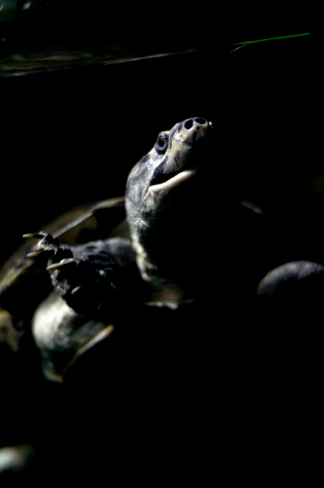 Schildpad in de dierentuin