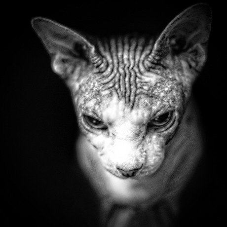 B&W Sphynx