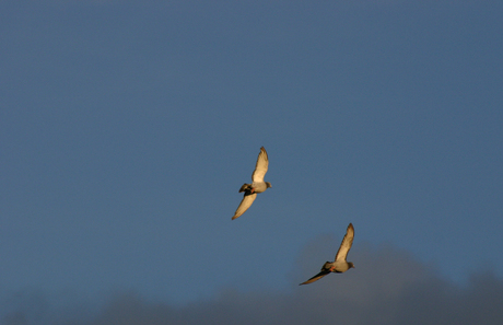 Birds in the sky