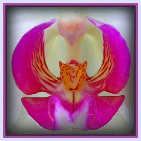 Portret van een Orchidee
