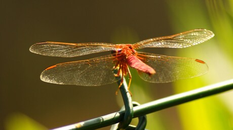 Rode libelle