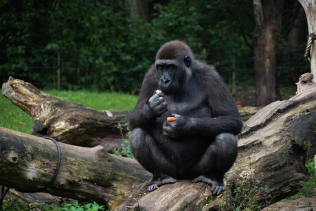 Burgers Zoo