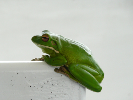 Gemoedelijk groen