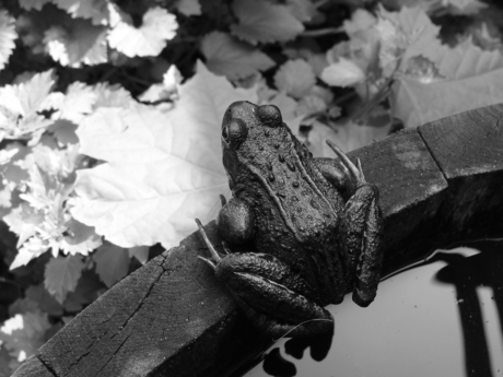 Frog - Black and White