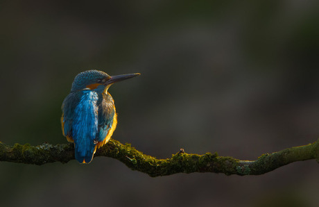 IJsvogel in avondlicht