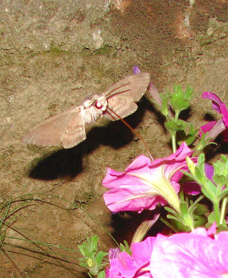kolibrie.vlinder