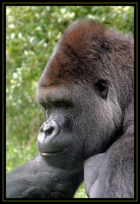 pappa gorilla