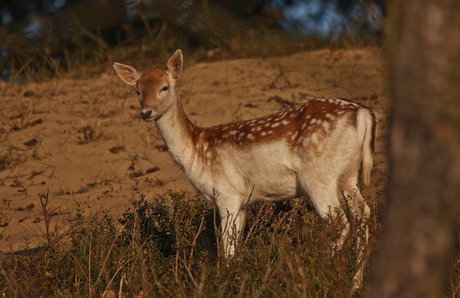 Sunbathing deer