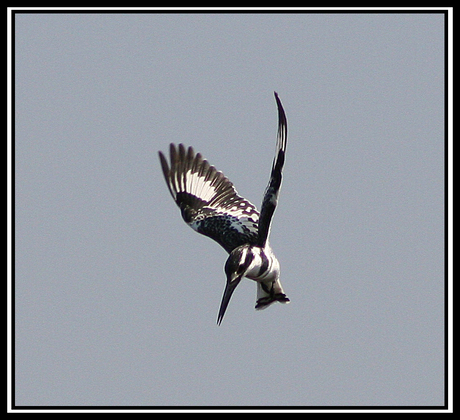 biddende ijsvogel