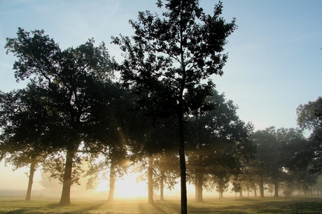 Mist tussen de bomen