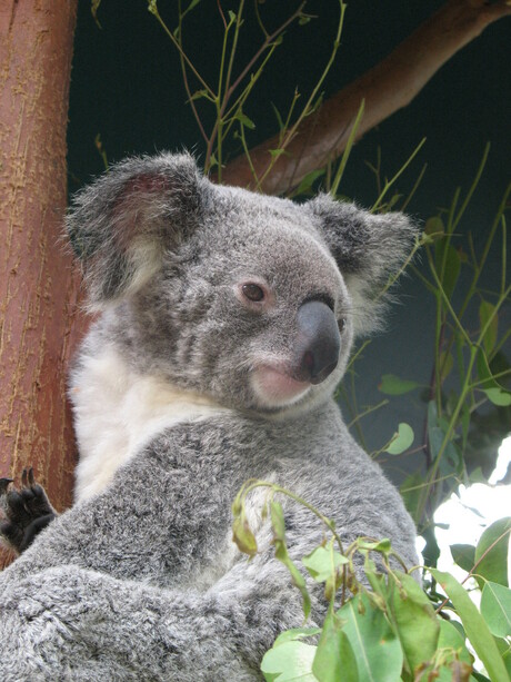 Koala