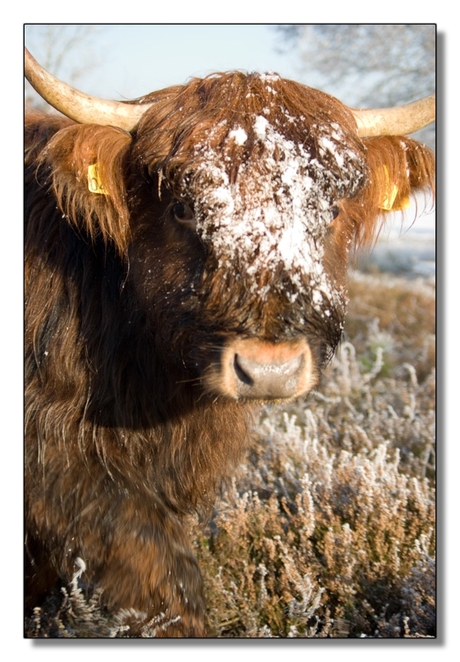 Schotse Hooglander in de kou