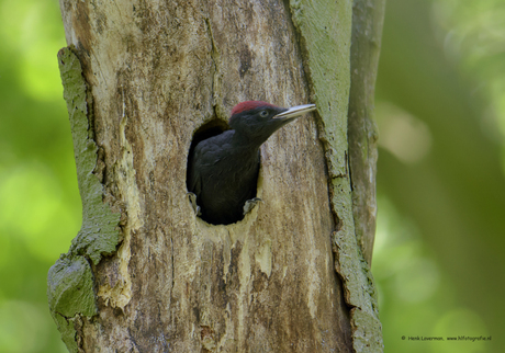 Juveniele Zwarte Specht