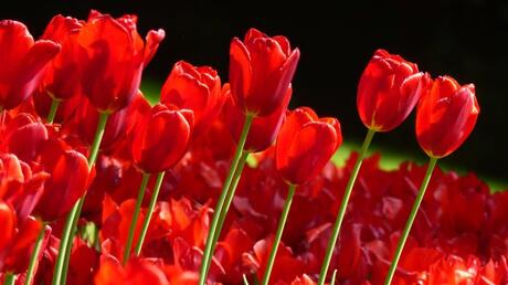 Luminous tulips