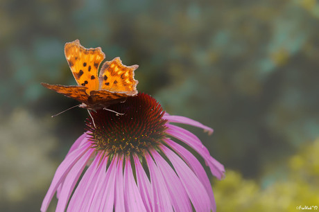 vlinder op zonnehoed