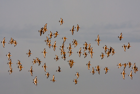 Limosa Limosa Flight