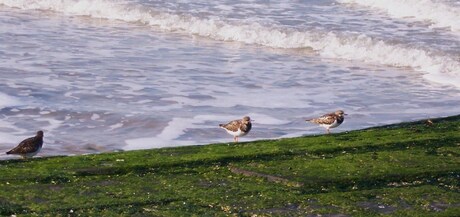 Zee,strand en vogels