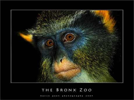 Aap @ Bronx Zoo