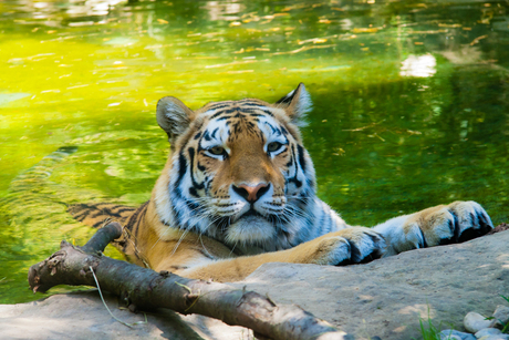zwemmende tijger