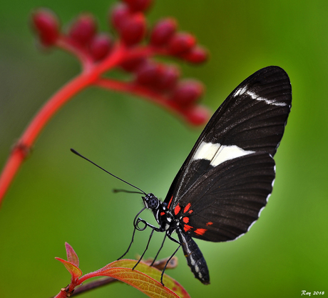 Heliconius Cyndo